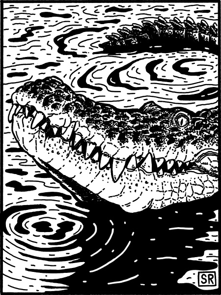 Crocodile